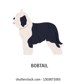 Bobtail or Old English Sheepdog. Funny large herding dog of long-haired breed isolated on white background. Lovely purebred domestic animal or pet. Colored vector illustration in flat cartoon style.