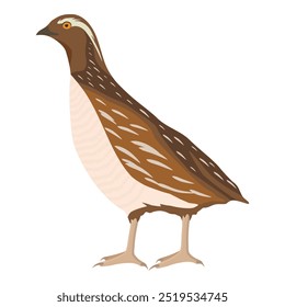 Bobwhite quail farm bird isolated on white background. Vector illustration