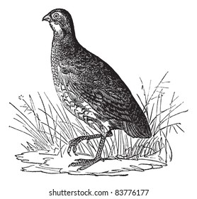 Bobwhite Quail or Northern Bobwhite or Virginia Quail or Colinus virginianus, vintage engraved illustration. Trousset encyclopedia (1886 - 1891).