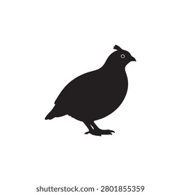 Bobwhite quail silhouette on white background.