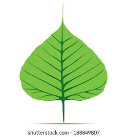 Bodhi (Sacred Fig) leaf Vector Illustration. 