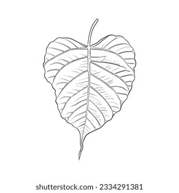 Ilustración del vector Silhouette de hojas de árbol bodhi, budismo y hojas tropicales.