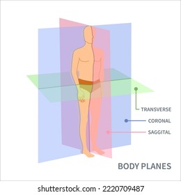 Diagrama de posición anatómica corporal. Los tipos de plano de barrido sagital, coronal y transversal se muestran en un cuerpo masculino. Concepto médico. Ilustración vectorial.