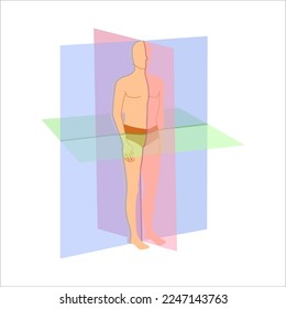 Body anatomical position diagram. Sagittal, coronal and transverse scanning plane types shown on a male body. Medical concept. Vector illustration.