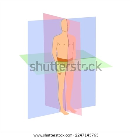 Body anatomical position diagram. Sagittal, coronal and transverse scanning plane types shown on a male body. Medical concept. Vector illustration.