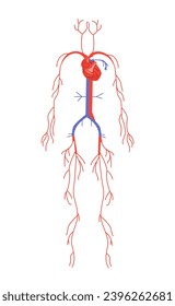 Body anatomical structure concept. Human cardiovascular system. Educational medical materials and infographics. Veins and arteries. Cartoon flat vector illustration isolated on white background
