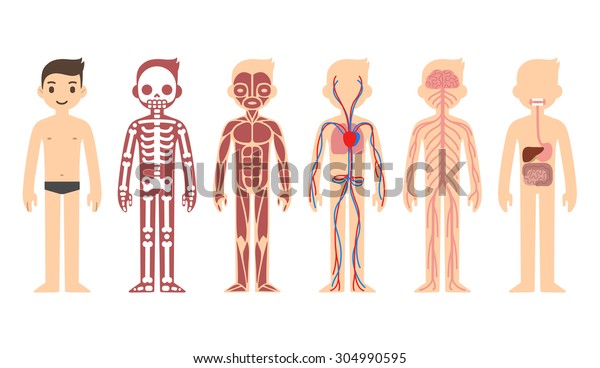 Tabla de anatomía corporal: esquelético, muscular, circulatorio, nervioso y digestivo. Estilo de caricatura plano.