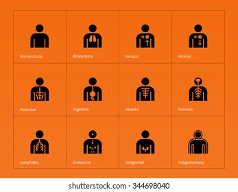 Body anatomy, nervous, skeletal, muscular and digestive icons on orange background. Vector illustration.