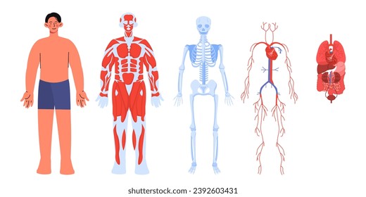 Body anatomy set. Biology and health care, medical infographics and educational materials. Structure of skeleton and circulatory system. Cartoon flat vector collection isolated on white background