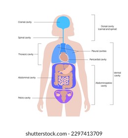 Body cavities anatomical poster. Spaces in female human silhouette for internal organs and viscera. Ventral contains thoracic and abdominopelvic, dorsal with spinal and cranial sections, flat vector