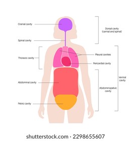 Body cavities anatomical poster. Spaces in female human silhouette for internal organs and viscera. Ventral contains thoracic and abdominopelvic, dorsal with spinal and cranial sections, flat vector
