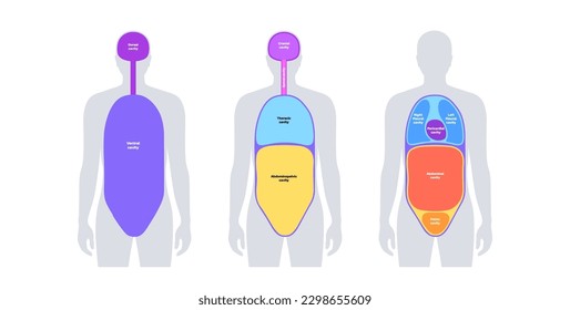 Body cavities anatomical poster. Spaces in male human silhouette for internal organs and viscera. Ventral contains thoracic and abdominopelvic, dorsal with spinal and cranial sections, flat vector