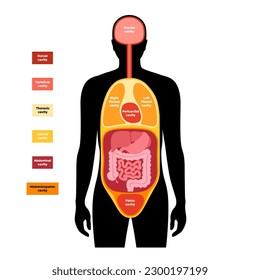 Body cavities anatomical poster. Spaces in male human silhouette for internal organs and viscera. Ventral contains thoracic and abdominopelvic, dorsal with spinal and cranial sections, flat vector