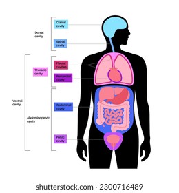 Cartel anatómico de cavidades corporales. Espacios en silueta humana masculina para órganos internos y vísceras. El ventrículo contiene torácicos y abdominopélicos, dorsal con secciones espinales y craneales, vector plano