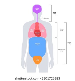 Body cavities anatomical poster. Spaces in male human silhouette for internal organs and viscera. Ventral contains thoracic and abdominopelvic, dorsal with spinal and cranial sections, flat vector