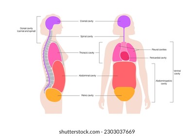 Body cavities anatomical poster. Spaces in female human silhouette for internal organs and viscera. Ventral contains thoracic and abdominopelvic, dorsal with spinal and cranial sections, flat vector