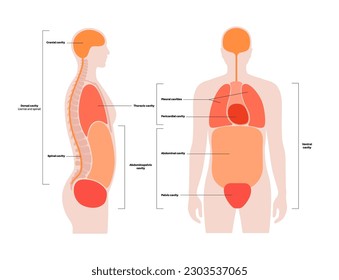 Body cavities anatomical poster. Spaces in male human silhouette for internal organs and viscera. Ventral contains thoracic and abdominopelvic, dorsal with spinal and cranial sections, flat vector