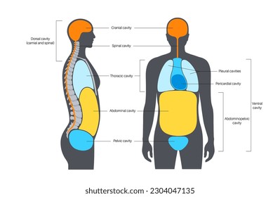 Cartel anatómico de cavidades corporales. Espacios en silueta humana masculina para órganos internos y vísceras. El ventrículo contiene torácicos y abdominopélicos, dorsal con secciones espinales y craneales, vector plano