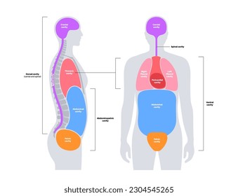 Body cavities anatomical poster. Spaces in male human silhouette for internal organs and viscera. Ventral contains thoracic and abdominopelvic, dorsal with spinal and cranial sections, flat vector