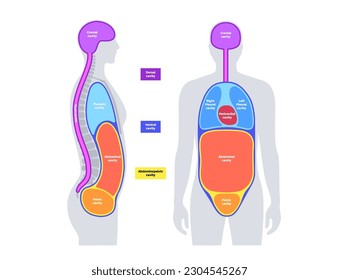 Body cavities anatomical poster. Spaces in male human silhouette for internal organs and viscera. Ventral contains thoracic and abdominopelvic, dorsal with spinal and cranial sections, flat vector