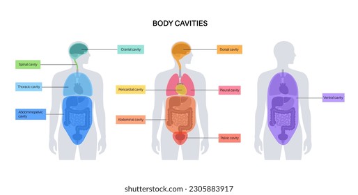 Body cavities anatomical poster. Spaces in male human silhouette for internal organs and viscera. Ventral contains thoracic and abdominopelvic, dorsal with spinal and cranial sections, flat vector