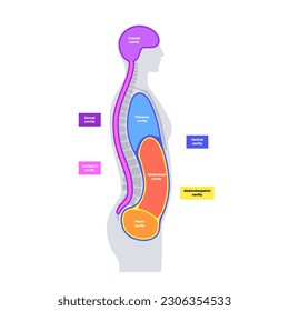 Body cavities anatomical poster. Spaces in male human silhouette for internal organs and viscera. Ventral contains thoracic and abdominopelvic, dorsal with spinal and cranial sections, flat vector