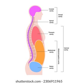 Body cavities anatomical poster. Spaces in male human silhouette for internal organs and viscera. Ventral contains thoracic and abdominopelvic, dorsal with spinal and cranial sections, flat vector