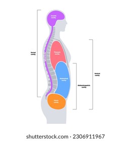 Body cavities anatomical poster. Spaces in male human silhouette for internal organs and viscera. Ventral contains thoracic and abdominopelvic, dorsal with spinal and cranial sections, flat vector