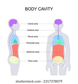 Body cavities. dorsal and ventral body cavities for internal organs or viscera. labelled vector illustration. front and side view of a human silhouette.