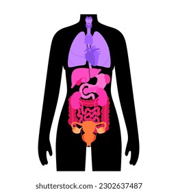 Body cavities and internal organs in female silhouette. Ventral contains thoracic and abdominopelvic, dorsal with spinal and cranial sections. Digestive, reproductive and respiratory systems vector