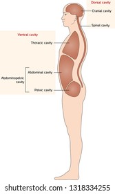 Body cavities vector