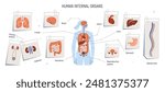 Body chart, human internal organs. Anatomy infographic, brain, heart, lung, digestive and reproductive systems. Anatomical diagram, structure. Flat vector illustration isolated on white background