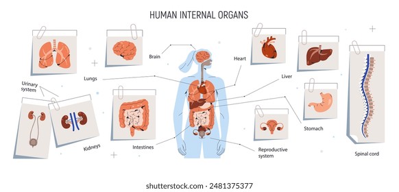 Body chart, human internal organs. Anatomy infographic, brain, heart, lung, digestive and reproductive systems. Anatomical diagram, structure. Flat vector illustration isolated on white background