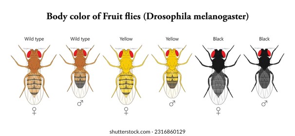 Body color of Fruit flies (Drosophila melanogaster) - Shutterstock ID 2316860129