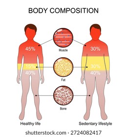 Composición corporal. Primer plano del tejido muscular, óseo y graso. La diferencia entre un estilo de vida sedentario y un estilo de vida saludable. Ilustración vectorial. Diagrama médico