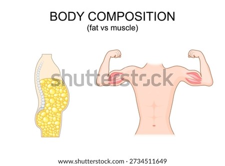 Body composition. Fat or muscle. Low muscle and high fat. Healthy lifestyle. Hormonal insulin and  cortisol balance. Vector illustration. Medical diagram