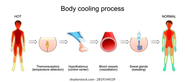 Body cooling process. High temperature detection by thermoreceptors, hypothalamus as the control center, blood vessel vasodilation, sweat gland activation, and body temperature normalization. physiology medical infographic diagram Vector illustration.