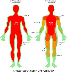 Body core and peripheral temperatures