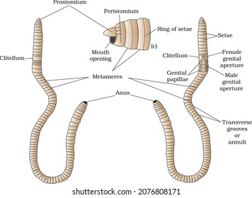 Body of earthworm dorsal view ventral view lateral view showing mouth opening