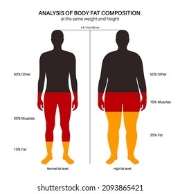 Grasa corporal y porcentaje muscular en las siluetas masculinas normales y adultas con sobrepeso. Análisis de la composición corporal humana. Comparación de diferentes tipos de cifras. Ilustración vectorial de caracteres obesos y finos