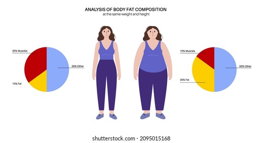 Body fat and muscle percentage in overweight and slim adult female silhouettes. Human body composition analysis. Comparison of different types of figures. Obese and thin characters vector illustration