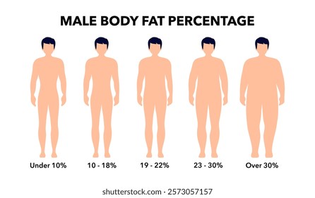 Body fat percentage in overweight and normal adult male silhouettes. Human body composition analysis. Comparison of different types of figures. Obese and thin characters vector illustration.