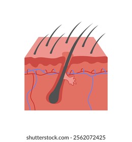 Body Hair, Human Body Part Illustration