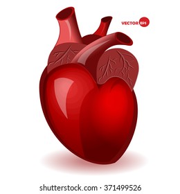 Body heart with veins in a simple comic style. Valentine's Day humor card. Anatomical heart, detailed illustration, human organ. Realistic red heart vector. Biology and anatomy scetch. 
