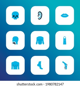 Body icons colored set with lips, ear, chest and other mouth elements. Isolated vector illustration body icons.
