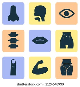 Body icons set with spine, lip, belly and other slim elements. Isolated vector illustration body icons.