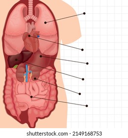 body internal organs realistic style