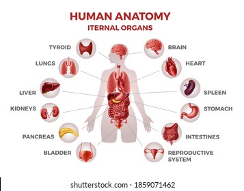 Anatomy Of Internal Organs Female - Pin On Human Body / There are no