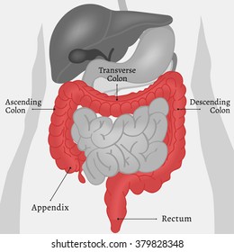 Body Internal Parts
