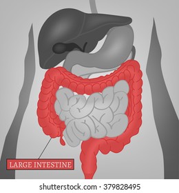 Body Internal Parts